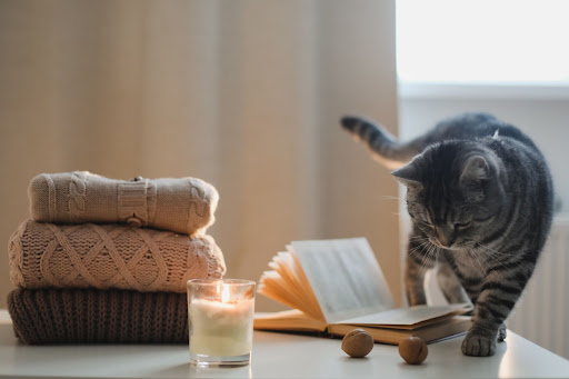 A cat on a table with sweaters, a book, chestnuts, and a lit candle.