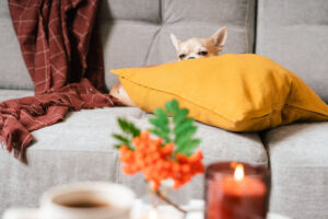 A dog laying on a couch near a blanket with a candle burning in the foreground.