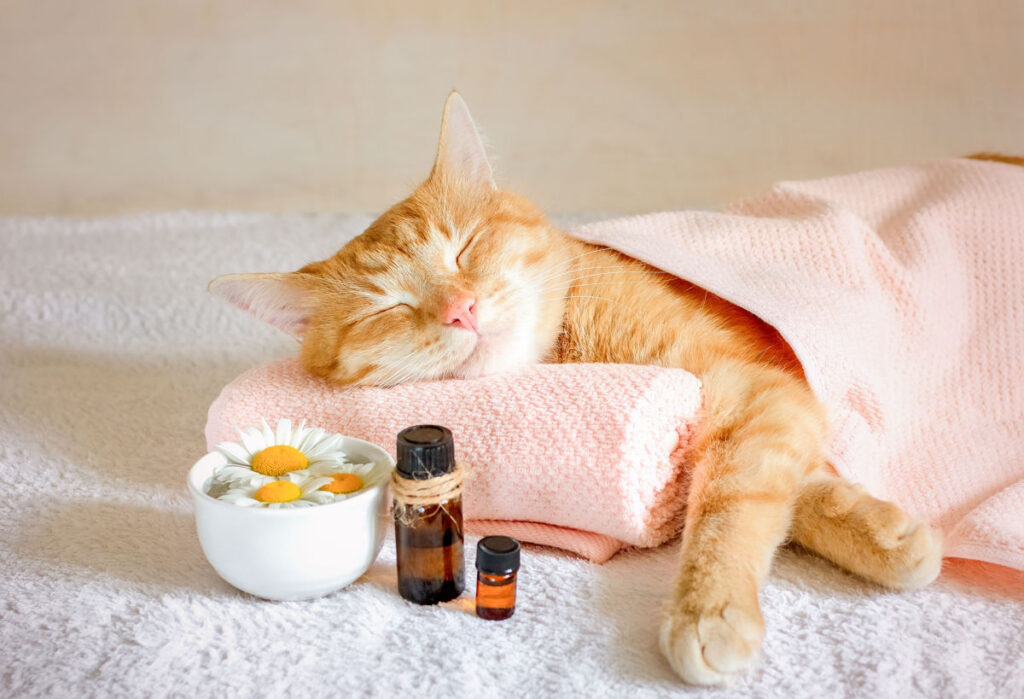 A cat laying on a towel with a towel placed over it near a cup of flowers and bottles of essential oils.