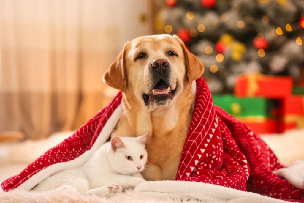 A cat and dog snuggled in a blanket with a christmas tree and gifts in the background.