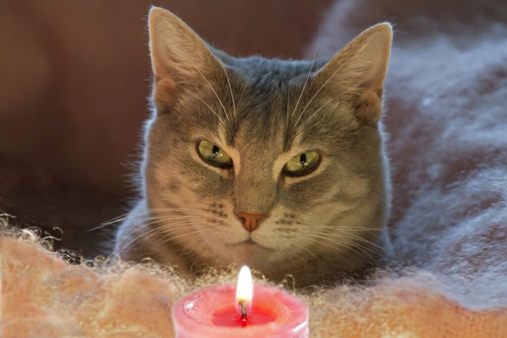 A cat resting near a pink candle.