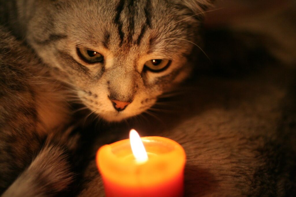 A cat looking at a lit candle.